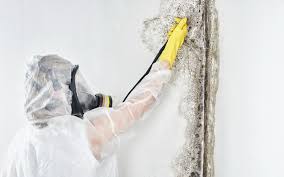 Best Industrial Mold Remediation in Soledad, CA